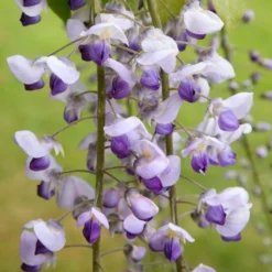 Wisteria × Valderi 'Burford' -Cheap Plants Store pl0000001738 card3 lg