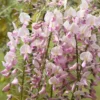 Wisteria Floribunda F. Rosea 'Hon-beni'