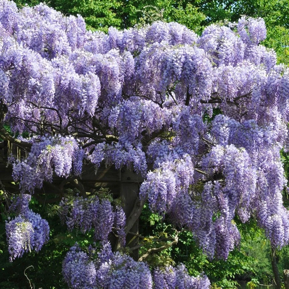 Wisteria Sinensis 'Prolific' 1 Wisteria Sinensis 'Prolific'