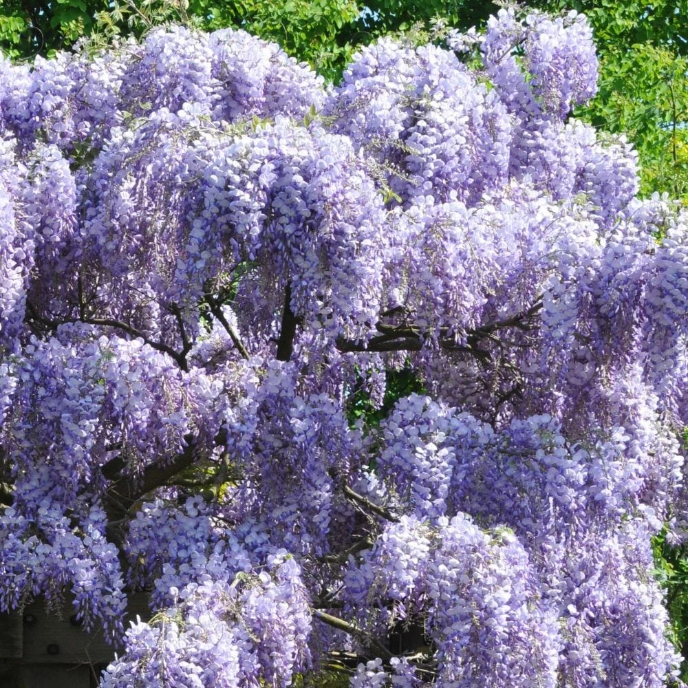 Wisteria Sinensis 'Prolific' 2 Wisteria Sinensis 'Prolific' - Image 2