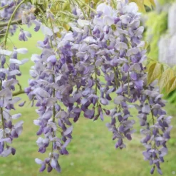 Wisteria Sinensis 'Prolific' 5 Wisteria Sinensis 'Prolific' -Cheap Plants Store pl0000001754 card3 lg