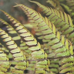 Dryopteris Erythrosora 7 Dryopteris Erythrosora -Cheap Plants Store pl0000001823 card3 lg