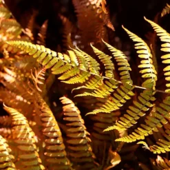 Dryopteris Erythrosora 8 Dryopteris Erythrosora -Cheap Plants Store pl0000001823 card4 lg