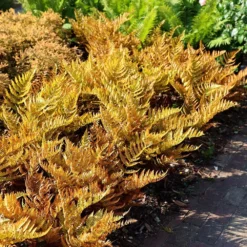 Dryopteris Erythrosora 9 Dryopteris Erythrosora -Cheap Plants Store pl0000001823 card5 lg