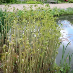 Osmunda Regalis -Cheap Plants Store pl0000001834 card4 lg scaled