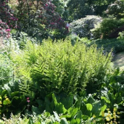 Osmunda Regalis -Cheap Plants Store pl0000001834 card5 lg scaled