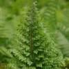 Polystichum Setiferum Plumosomultilobum Group