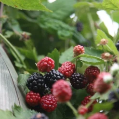 Blackberry 'Oregon Thornless' -Cheap Plants Store pl0000001886 card3 lg