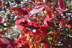 Blueberry 'Bluecrop' -Cheap Plants Store pl0000001890 card3 lg