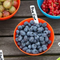 Blueberry 'Bluecrop' -Cheap Plants Store pl0000001890 card6 lg scaled