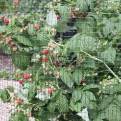 Raspberry 'Autumn Bliss' -Cheap Plants Store pl0000001947 card3 lg