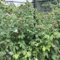 Raspberry 'Autumn Bliss' -Cheap Plants Store pl0000001947 card4 lg scaled