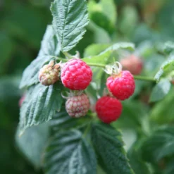 Raspberry 'Glen Ample' (PBR) 6 Raspberry 'Glen Ample' (PBR) -Cheap Plants Store pl0000001952 card3 lg scaled