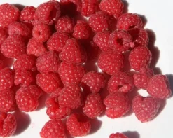 Raspberry 'Glen Ample' (PBR) 7 Raspberry 'Glen Ample' (PBR) -Cheap Plants Store pl0000001952 card4 lg