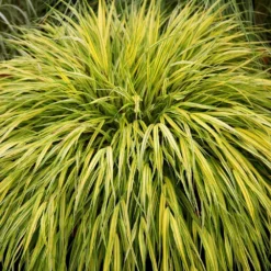 Hakonechloa Macra 'Alboaurea' -Cheap Plants Store pl0000001996 card3 lg
