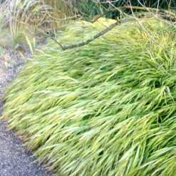 Hakonechloa Macra 'Alboaurea' -Cheap Plants Store pl0000001996 card4 lg