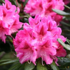 Rhododendron 'Cosmopolitan' -Cheap Plants Store pl0000002192 card3 lg