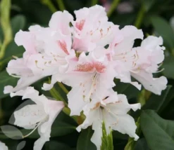 Rhododendron 'Cunningham's White' -Cheap Plants Store pl0000002196 card4 lg