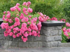 Rosa Pink Flower Carpet ('Noatraum') (PBR) 7 Rosa Pink Flower Carpet ('Noatraum') (PBR) -Cheap Plants Store pl0000002325 card4 lg