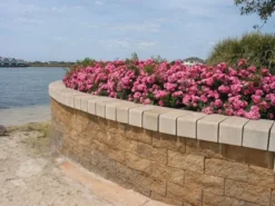 Rosa Pink Flower Carpet ('Noatraum') (PBR) 8 Rosa Pink Flower Carpet ('Noatraum') (PBR) -Cheap Plants Store pl0000002325 card5 lg