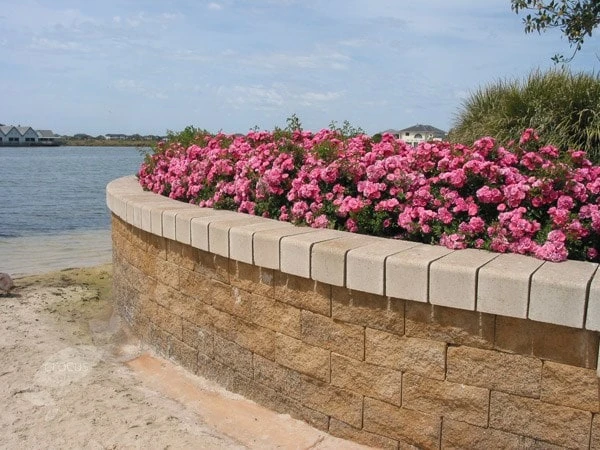 Rosa Pink Flower Carpet ('Noatraum') (PBR) 4 Rosa Pink Flower Carpet ('Noatraum') (PBR) - Image 4