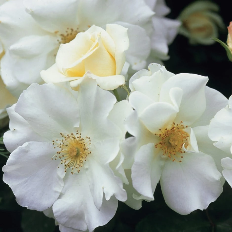 Rosa Flower Carpet White ('Noaschnee') (PBR) 1 Rosa Flower Carpet White ('Noaschnee') (PBR)