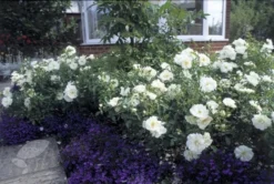 Rosa Flower Carpet White ('Noaschnee') (PBR) 11 Rosa Flower Carpet White ('Noaschnee') (PBR) -Cheap Plants Store pl0000002326 card5 lg