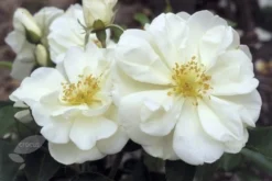 Rosa Flower Carpet White ('Noaschnee') (PBR) 12 Rosa Flower Carpet White ('Noaschnee') (PBR) -Cheap Plants Store pl0000002326 card6 lg