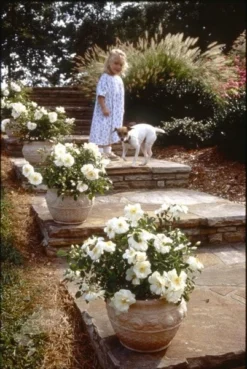 Rosa Flower Carpet White ('Noaschnee') (PBR) 13 Rosa Flower Carpet White ('Noaschnee') (PBR) -Cheap Plants Store pl0000002326 card7 lg