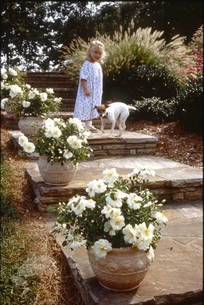 Rosa Flower Carpet White ('Noaschnee') (PBR) 7 Rosa Flower Carpet White ('Noaschnee') (PBR) - Image 7