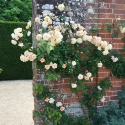 Rosa 'Buff Beauty' -Cheap Plants Store pl0000002335 card3 lg