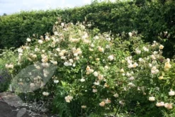 Rosa 'Buff Beauty' -Cheap Plants Store pl0000002335 card4 lg