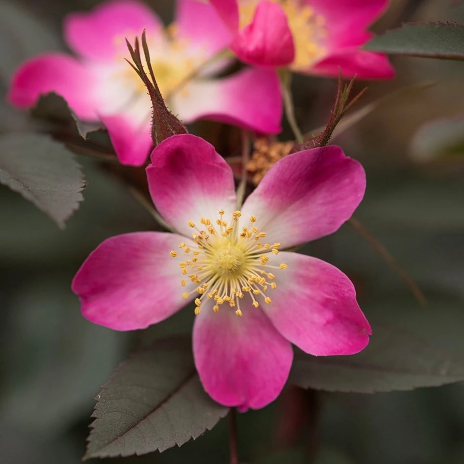 Rosa Glauca Pourr. 1 Rosa Glauca Pourr.