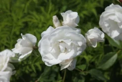 Rosa Iceberg ('Korbin') -Cheap Plants Store pl0000002375 card4 lg
