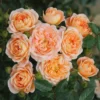 Rosa Sweet Dream ('Fryminicot')
