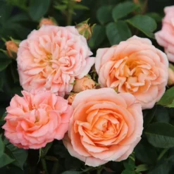 Rosa Sweet Dream ('Fryminicot') -Cheap Plants Store pl0000002418 card3 lg