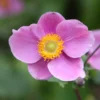 Anemone Hupehensis 'Hadspen Abundance'