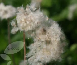 Anemone Hupehensis 'Hadspen Abundance' 7 Anemone Hupehensis 'Hadspen Abundance' -Cheap Plants Store pl0000002459 card4 lg