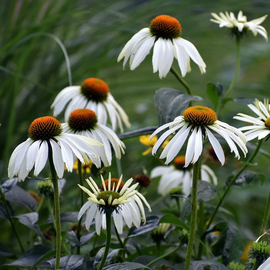 Echinacea Purpurea 'White Swan' 1 Echinacea Purpurea 'White Swan'