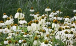 Echinacea Purpurea 'White Swan' 5 Echinacea Purpurea 'White Swan' -Cheap Plants Store pl0000002725 card5 lg