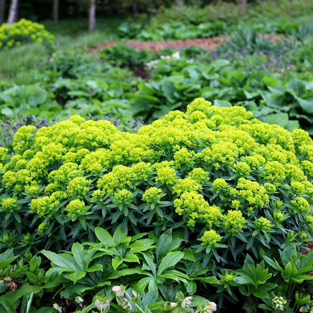 Euphorbia Palustris 2 Euphorbia Palustris - Image 2