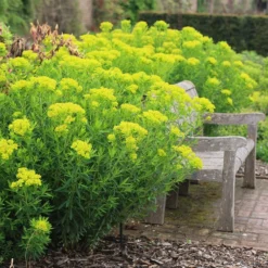 Euphorbia Palustris 8 Euphorbia Palustris -Cheap Plants Store pl0000002794 card4 lg