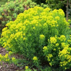 Euphorbia Palustris 9 Euphorbia Palustris -Cheap Plants Store pl0000002794 card5 lg