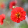 Geum 'Mrs J. Bradshaw'