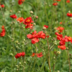 Geum 'Mrs J. Bradshaw' -Cheap Plants Store pl0000002874 card3 lg