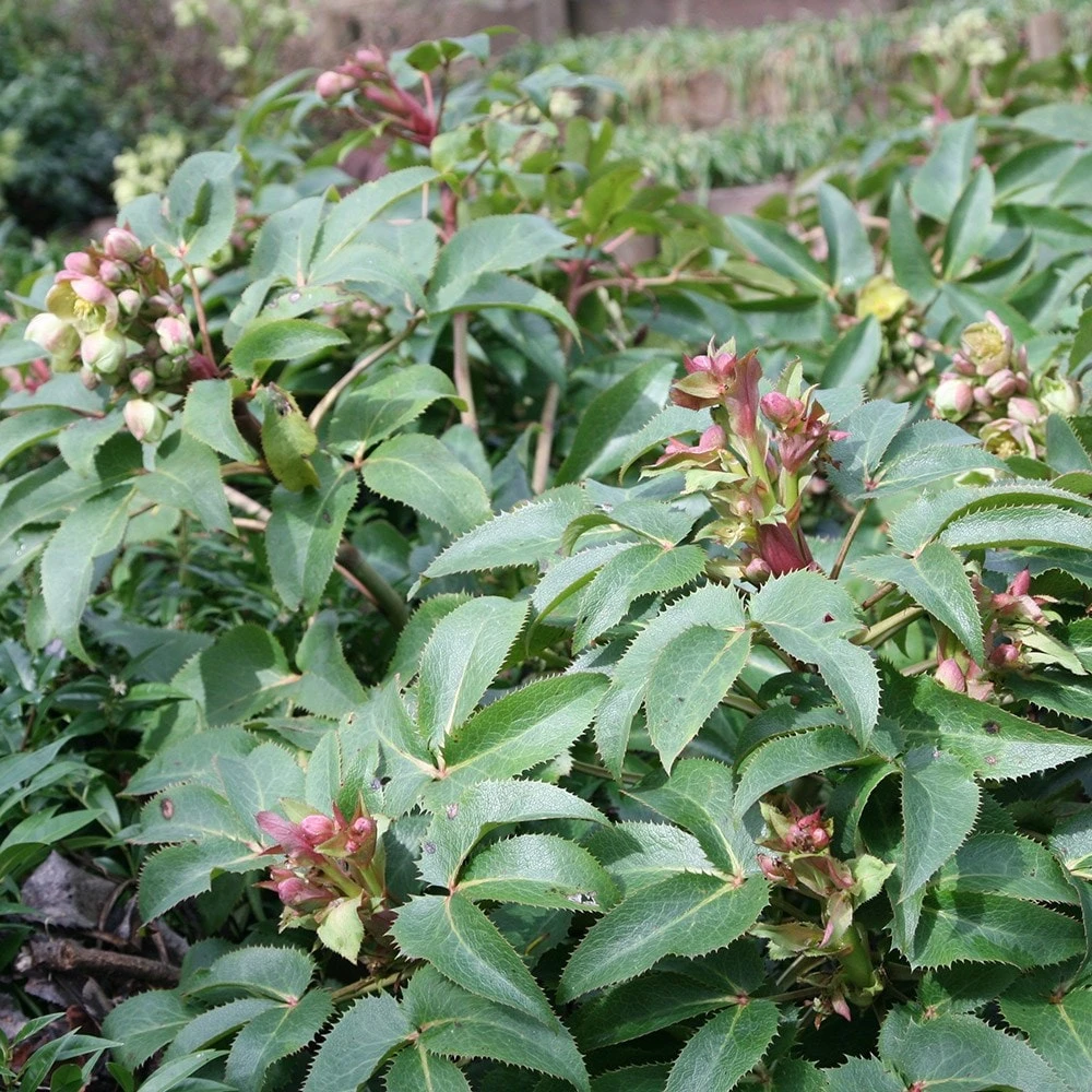 Helleborus × Sternii 2 Helleborus × Sternii - Image 2