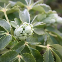 Helleborus × Sternii 5 Helleborus × Sternii -Cheap Plants Store pl0000002918 card3 lg