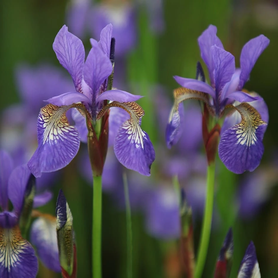 Iris 'Tropic Night' 1 Iris 'Tropic Night'