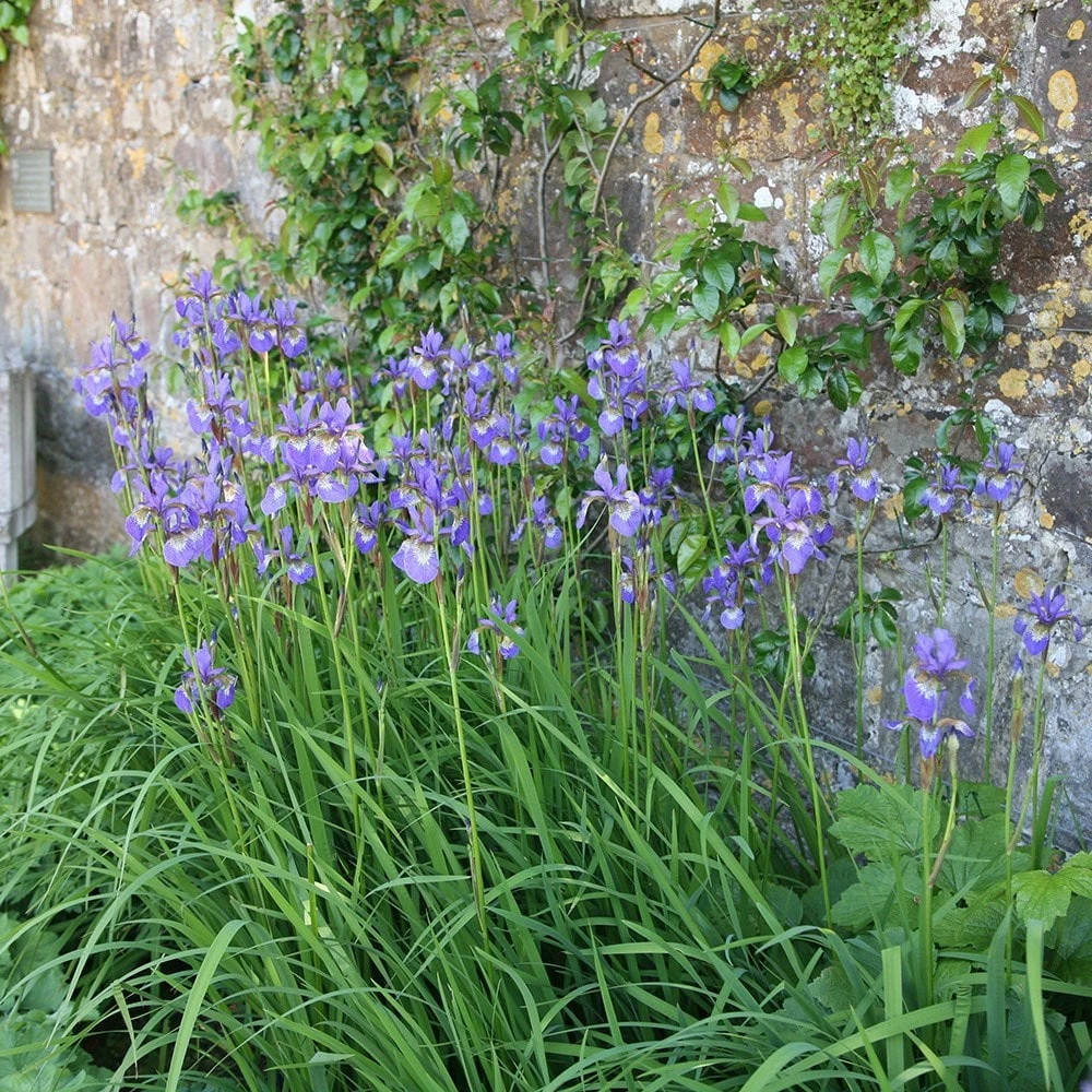 Iris 'Tropic Night' 2 Iris 'Tropic Night' - Image 2