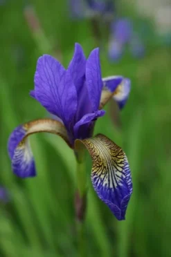 Iris 'Tropic Night' 7 Iris 'Tropic Night' -Cheap Plants Store pl0000003109 card4 lg